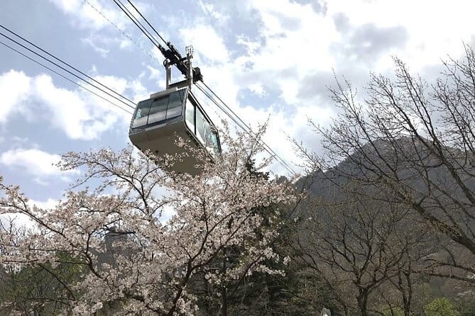 Seoraksan and Cherry Blossom Lake 1 day trip from Seoul - Why this Seoul day trip works in spring