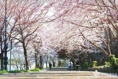 Seoraksan and Cherry Blossom Lake 1 day trip from Seoul