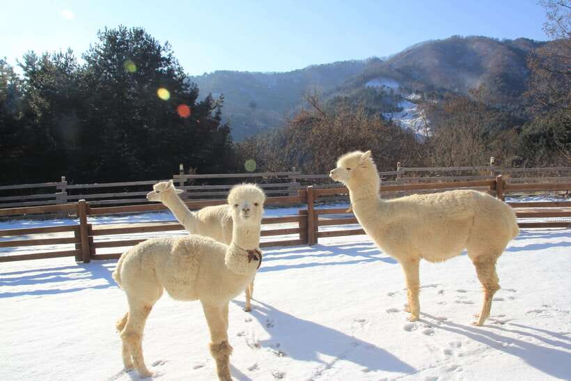 Seoul: Alpaca, Nami, Morning Calm or Eobi (+Rail Bike) - Meeting fluffy residents at Alpaca World