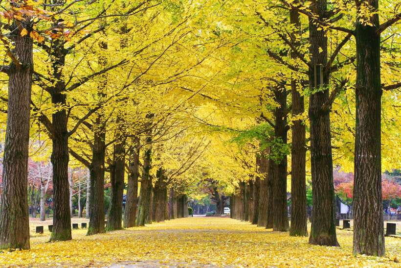Seoul: Alpaca, Nami, Morning Calm or Eobi (+Rail Bike) - Nami Island, trees, ferries, and film nostalgia