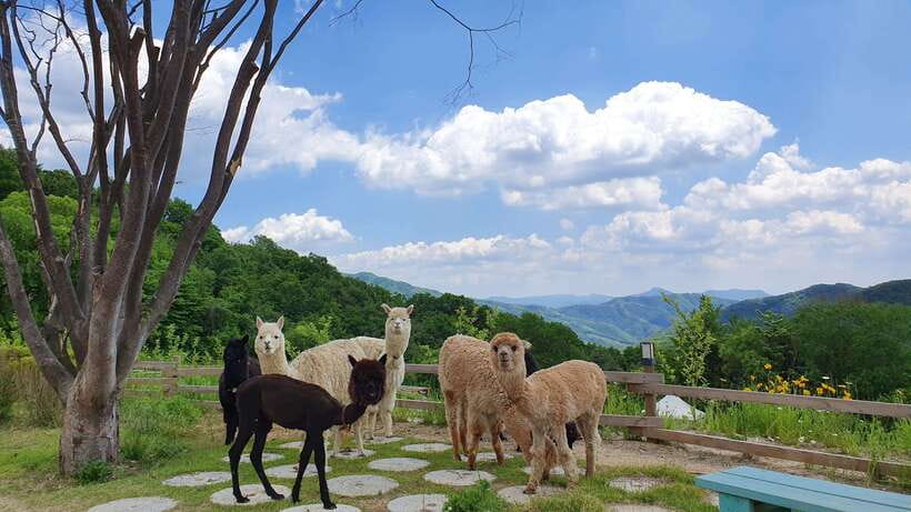 Seoul: Alpaca, Nami, Morning Calm or Eobi (+Rail Bike) - The early ride to Alpaca World