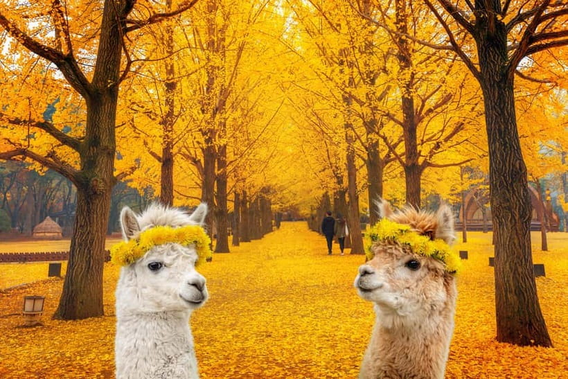 Seoul: Alpaca World & Nami Island optional Gangchon Railbike - Key points at a glance