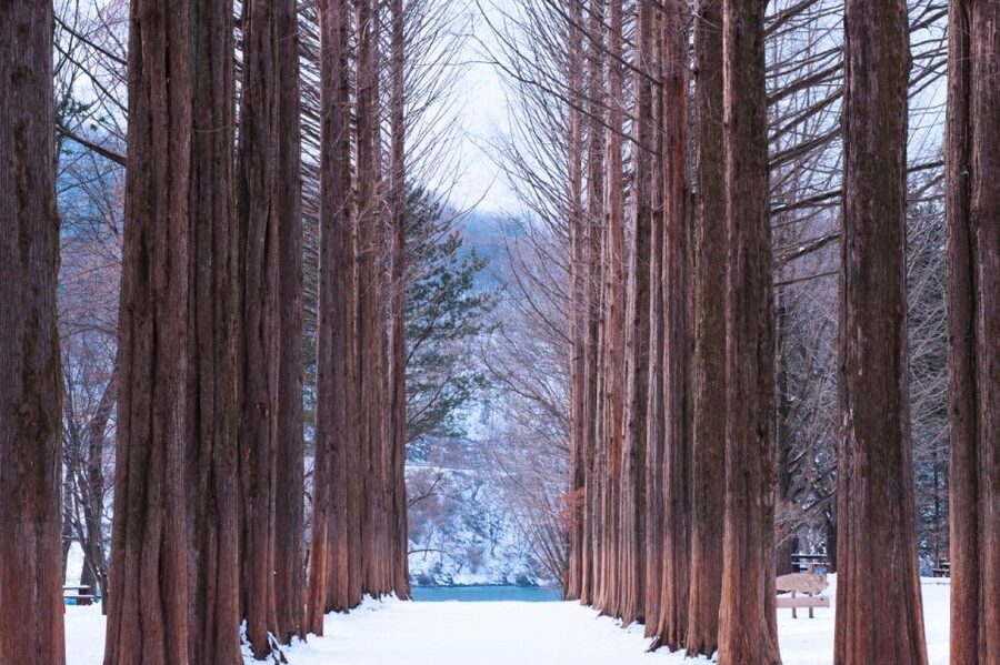 Seoul: Elysian Gangchon Winter Ski with Nami Island Day Tour - What the $35 starting price really buys