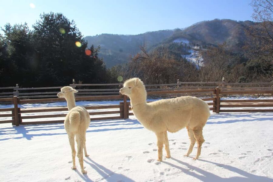 Seoul: Eobi Ice Valley, Alpaca World, Nami Island and More - What this Seoul day trip is really trying to do