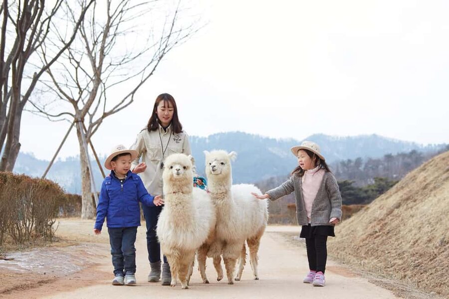 Seoul: Eobi Ice Valley, Alpaca World, Nami Island and More - Alpaca World: the friendliest hour and a half