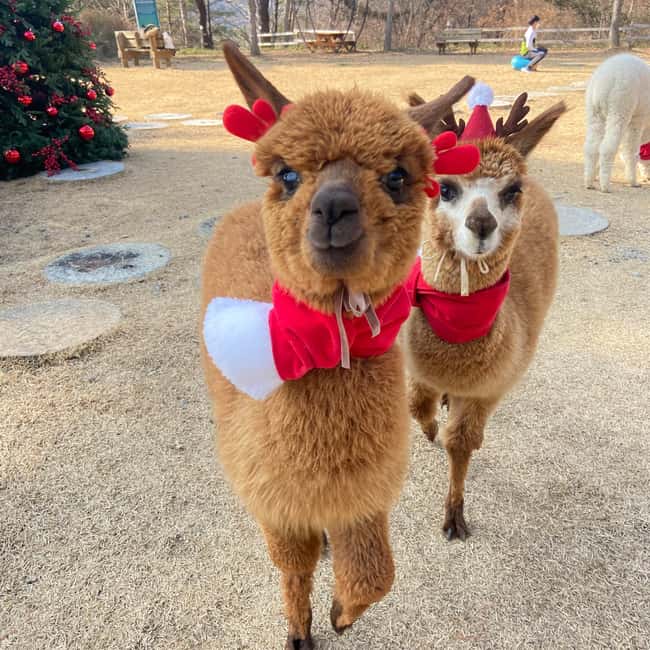 Seoul: Eobi Ice Valley, Alpaca World, Nami Island and More - Choose your ending: railbike or garden