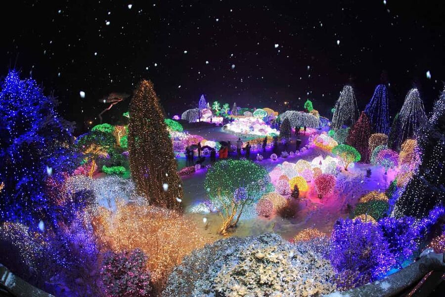 Seoul: Eobi Ice Valley, Alpaca World, Nami Island and More - Is $83 a fair price?