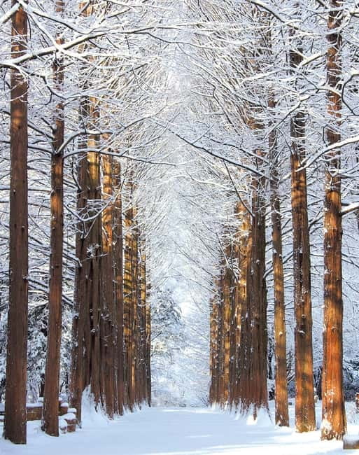 Seoul: Eobi Valley(Winter), Strawberry, Nami Island and Bike - Why this Seoul day trip works