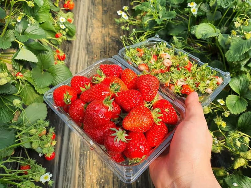 Seoul: Eobi Valley(Winter), Strawberry, Nami Island and Bike - Eobi Ice Valley in the winter season