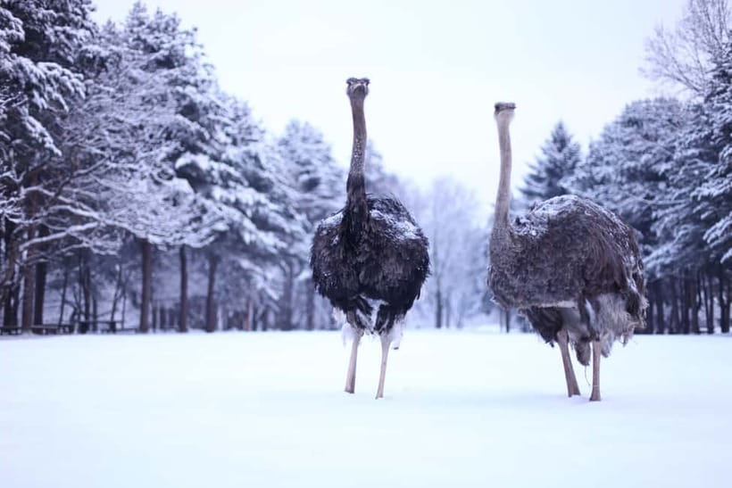 Seoul: Eobi Valley(Winter), Strawberry, Nami Island and Bike - The long ride back to Seoul