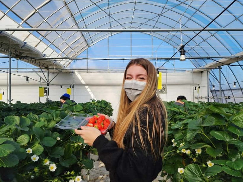 Seoul: Eobi Valley(Winter), Strawberry, Nami Island and Bike - Is $88 a good value?