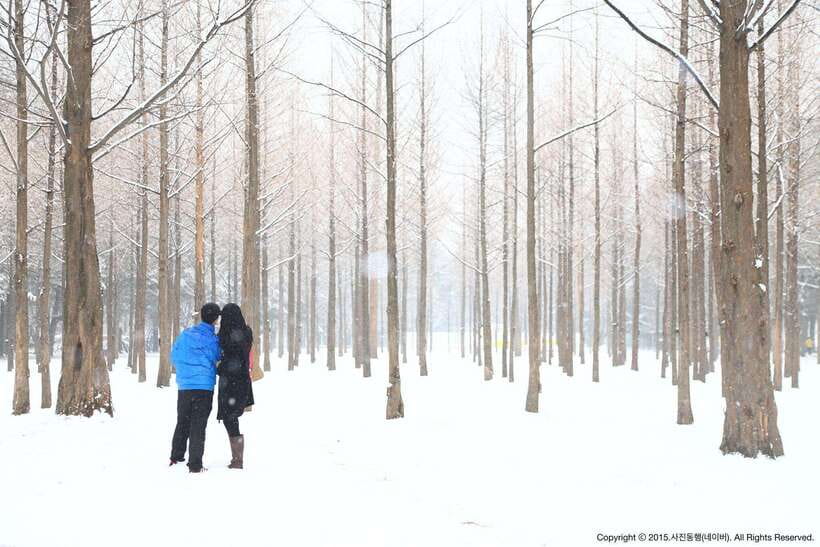 Seoul: Full-Day Winter Trip Ski Resort, Ice Valley, Namiseom - Who should choose this day trip?
