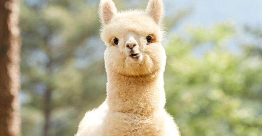 Seoul: Gangwon-do Day Trip with Alpaca World & Nami Island - Key points to know before booking