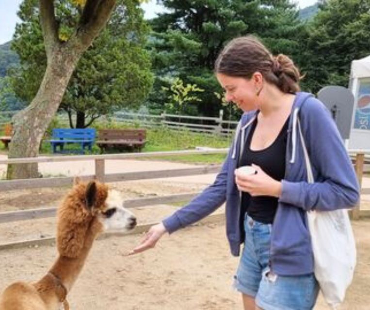 Seoul: Gangwon-do Day Trip with Alpaca World & Nami Island - Is $64 a good value?