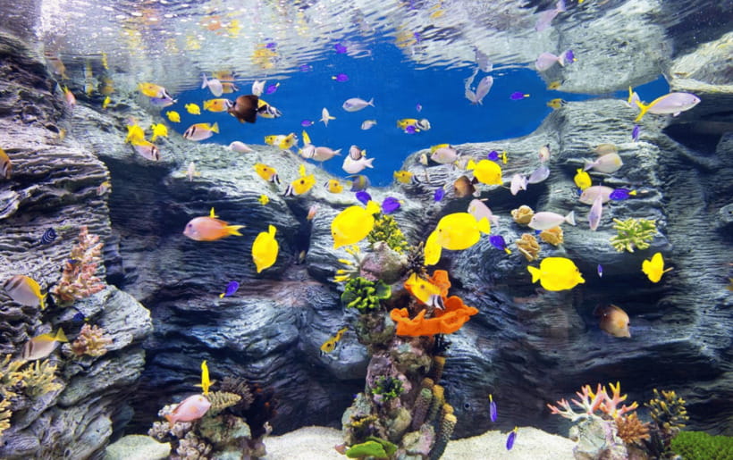 Seoul: Lotte World Aquarium Ticket - Why the main tank makes this more than a quick aquarium stop