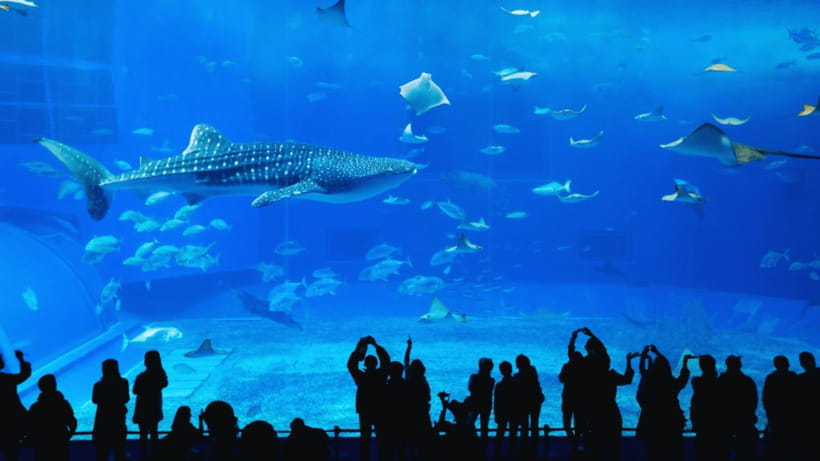 Seoul: Lotte World Aquarium Ticket - What you can see: from penguins to belugas