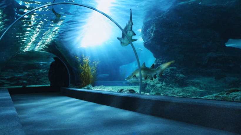 Seoul: Lotte World Aquarium Ticket - From rivers to five ocean zones