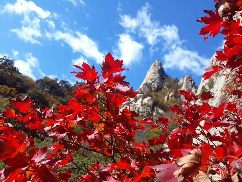 Seoul: Mt.Seorak, Nami Island & Korean Garden, No Shopping - Key points to know