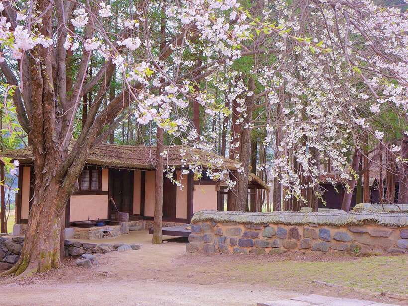 Seoul: Mt.Seorak, Nami Island & Korean Garden, No Shopping - The long day, group size, and pace