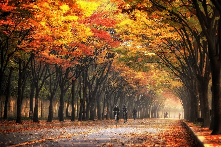 Seoul: Naejangsan National Park Autumn Foliage One Day Tour - Key Points at a Glance