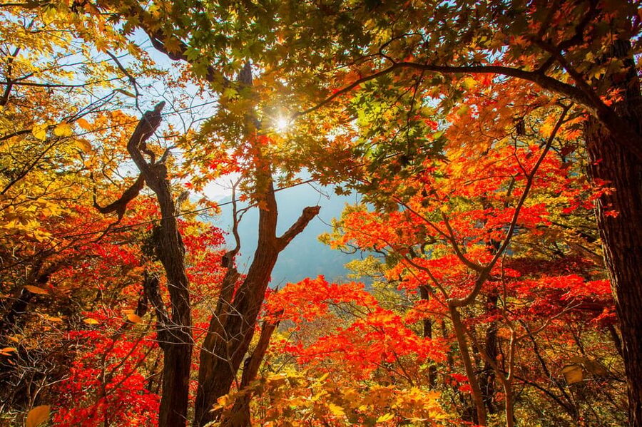 Seoul: Naejangsan National Park Autumn Foliage One Day Tour - The 3:30 PM Return and the Day’s Tradeoffs