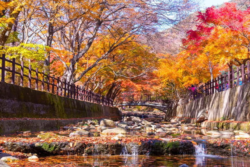 Seoul: Naejangsan National Park Autumn Foliage One Day Tour - Is $46 a Fair Price?