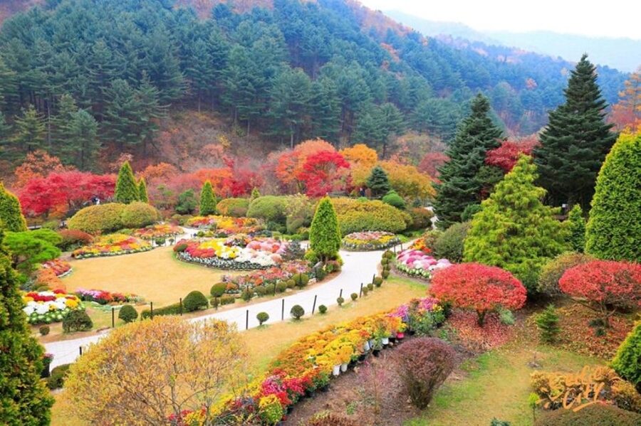 Seoul: Nami and Petite France Tour with Optional K-Garden - Why Nami Island deserves the long day from Seoul