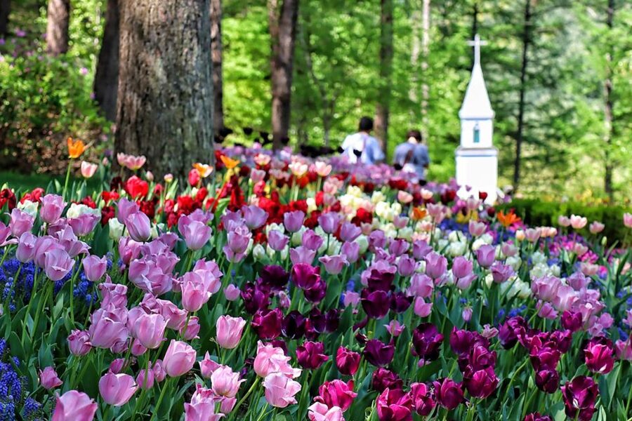 Seoul: Nami and Petite France Tour with Optional K-Garden - The Garden of Morning Calm changes the pace