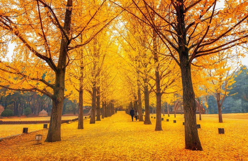 Seoul: Nami Island and Garden of Morning Calm opt Railbike - Nami Island and the Naminara Republic idea