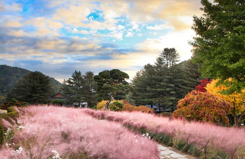 Seoul: Nami Island and Garden of Morning Calm opt Railbike - Price, inclusions, and the real value