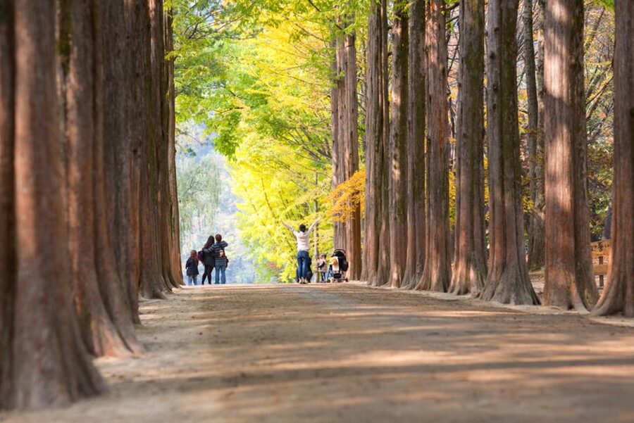 Seoul: Nami Island, Garden and Petite France (opt. Railbike) - Transport and guides make the long day manageable
