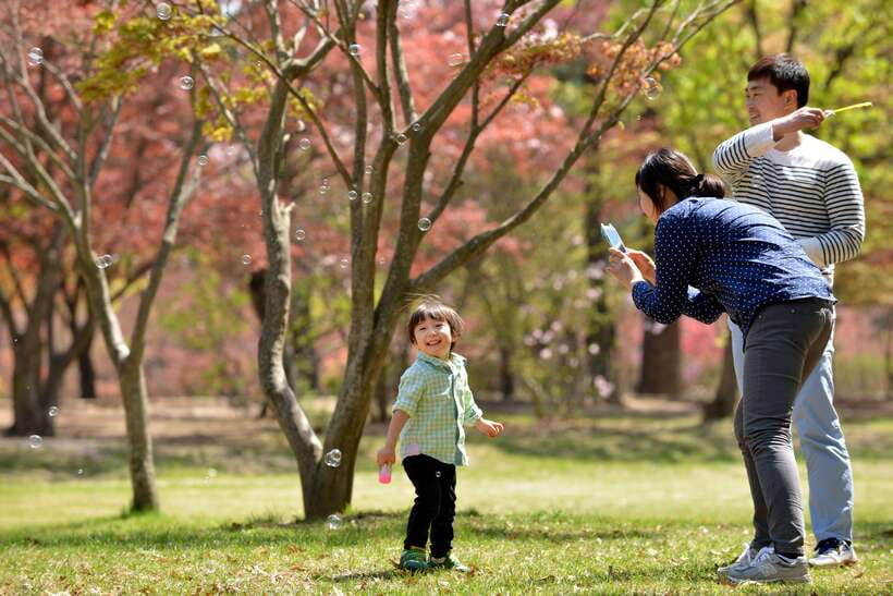 Seoul: Nami Island & Petite France Tour with Railbike Option - Key points to know before booking