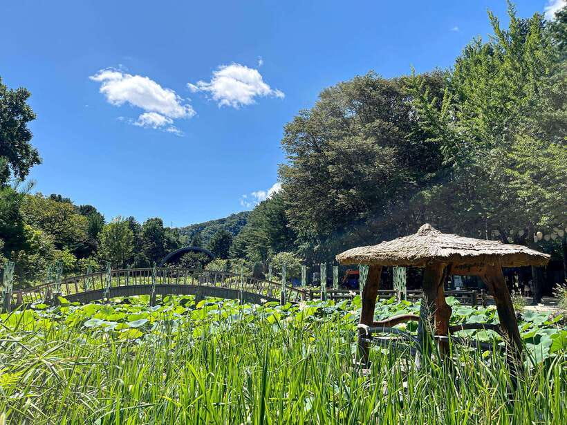 Seoul: Nami Island & Petite France Tour with Railbike Option - Why this makes a useful Seoul day trip
