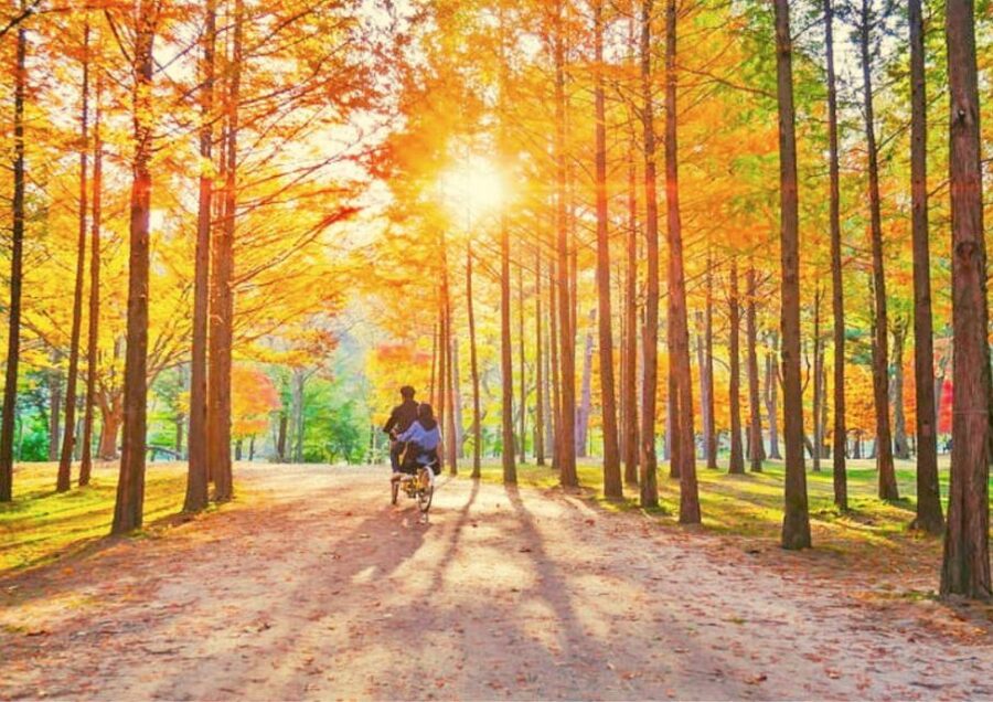 Seoul: Nami, Petite France, Italian Village, Railbike Option - Key points at a glance