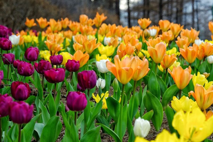 Seoul: Private Customizable Tour to Nami Island and More - Petite France and its Little Prince touches
