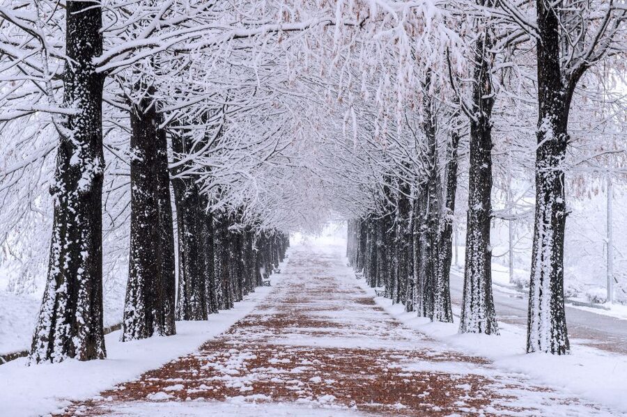 Seoul: Private Customizable Tour to Nami Island and More - Is $470 good value for your group?