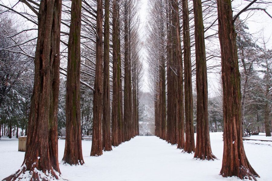Seoul: Private Customizable Tour to Nami Island and More - Who should book this day trip