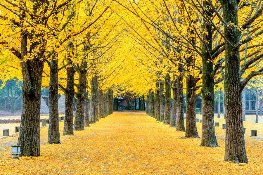 Seoul: Private Customizable Tour to Nami Island and More - Small details to settle before you go