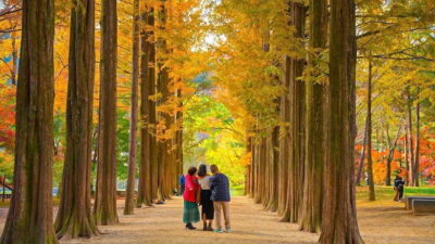 Private Tour to Nami Island, Garden, Petite France