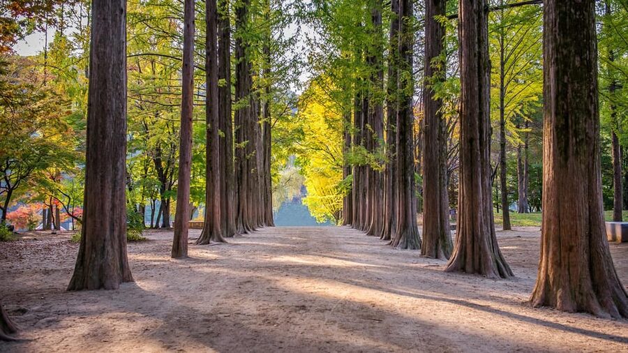 Seoul: Private Tour to Nami Island, Garden, Petite France - The 10-hour rhythm and what to pack