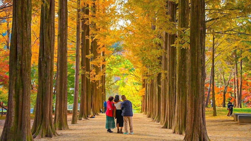Seoul: Private Tour to Nami Island, Garden, Petite France - Leaving Seoul for Nami Island