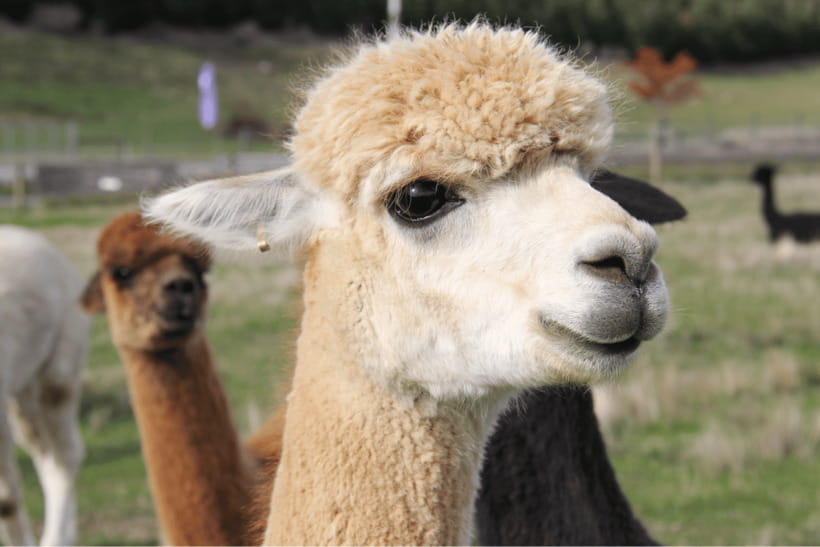 Seoul: Samaksan Cable Car & Nami with Alpaca World/Railbike - Gapyeong Railbike along the old tracks