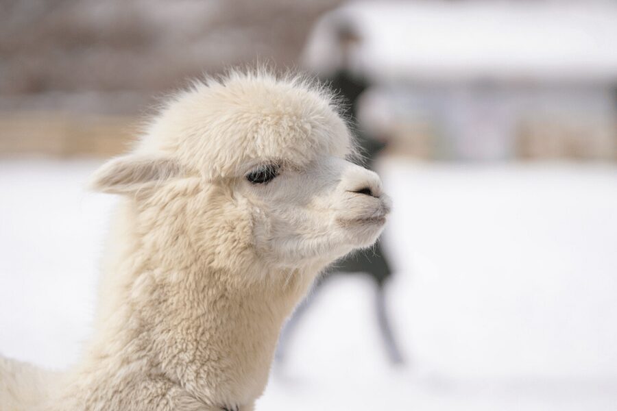Seoul: SnowyLand in Vivaldi Park with Nami or Alpaca - Choosing Alpaca World for animal encounters
