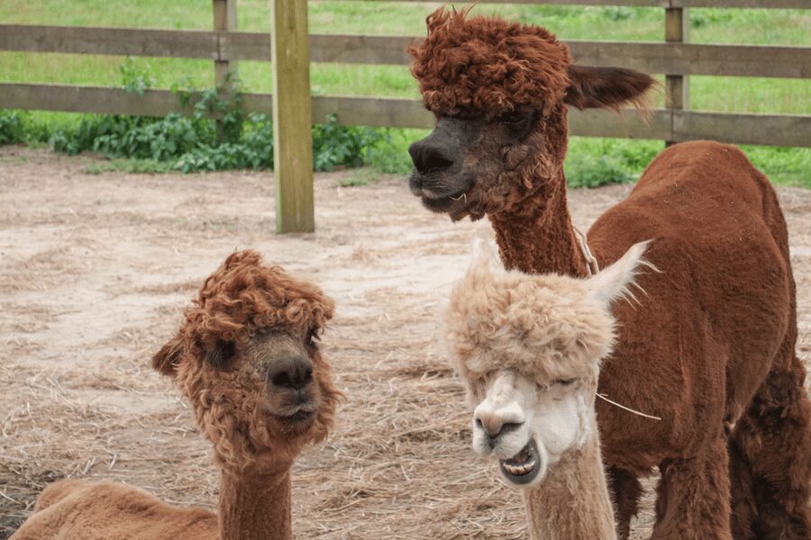 Seoul: SnowyLand in Vivaldi Park with Nami or Alpaca - Lunch, snacks, and the real cost of $70