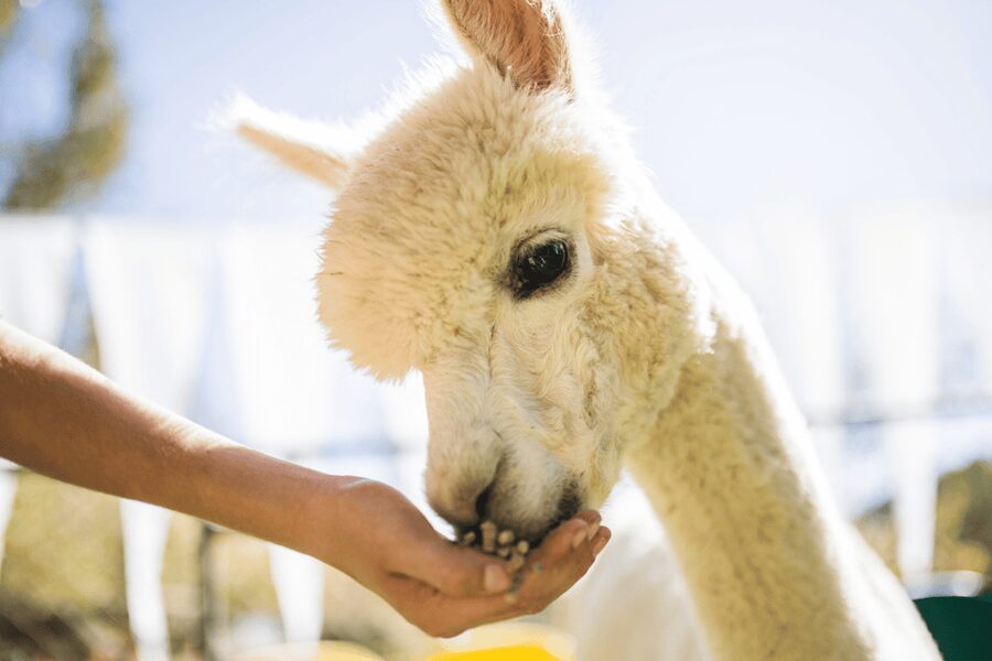 Seoul: SnowyLand in Vivaldi Park with Nami or Alpaca - What to pack for a snow day