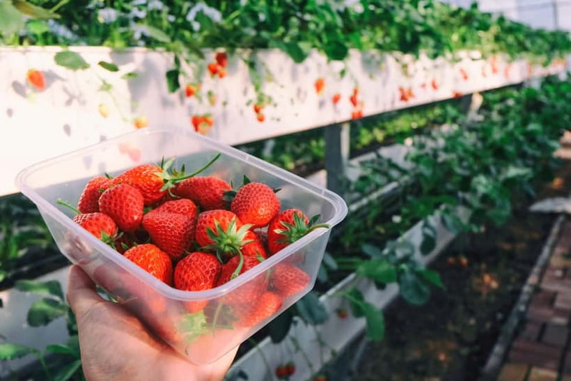 Seoul: Strawberry Picking & Eobi Ice Valley & Nami Island - Quick take: who this long winter outing suits