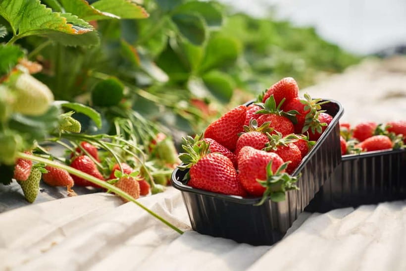 Seoul: Strawberry Picking & Eobi Ice Valley & Nami Island - Three and a half hours on Nami Island
