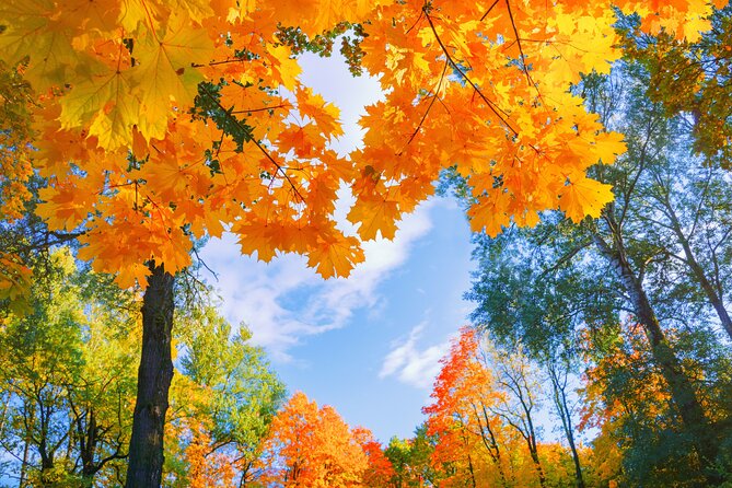 Seoul to/from Nami Island: Round trip Shuttle Bus Service - Choosing the best Seoul pickup point