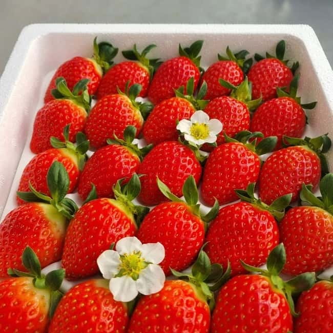 Seoul: Winter Day Tour in Pocheon (+Strawberry Picking) - Dally.On begins the day with a short stop