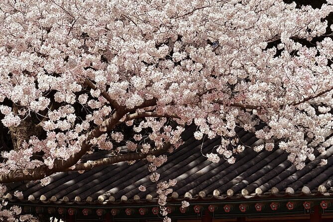 Small Group Tour East Jeju Cherry Blossom & Woman Diver Show - Key points to know before booking